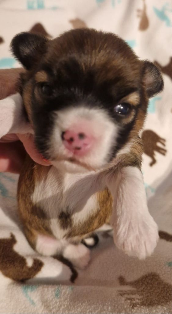 Des chiots sont disponibles